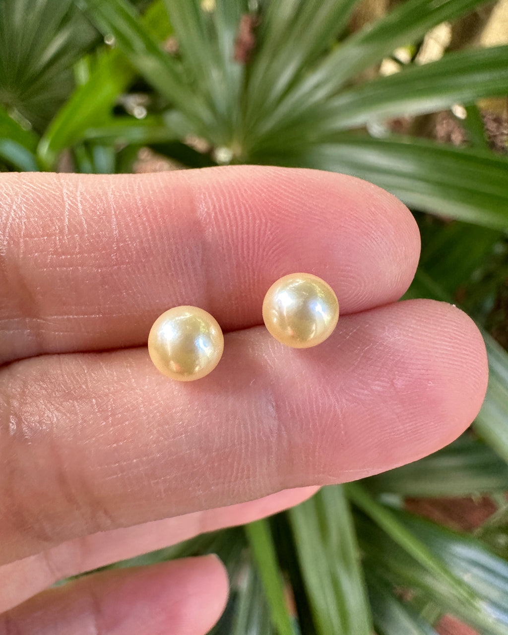 Queen Gold Akoya Sea Pearls 18K Gold Stud Earrings - 5.5mm to 6mm